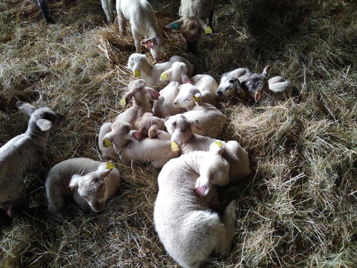 Bergerie Restauree Avec Cheminee, Jardin Clos, Animaux Acceptes - Fr-1-489-13 Sauvagny 外观 照片